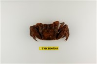 藏品(漢氏東方蟹)的圖片